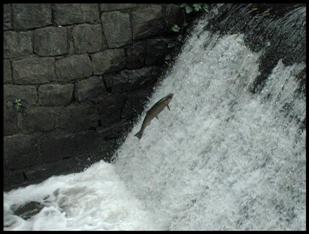 Coho jumping at Tideman Johnson Park