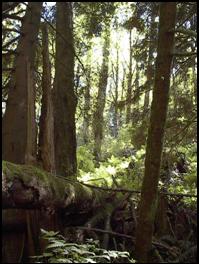 Forested riparian area