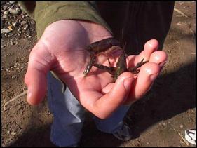 Hand holding crawdad