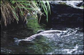 Coho swimming in Johnson Creek