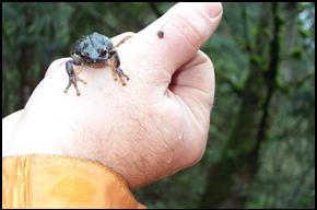 Hand holding a frog