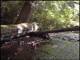 Johnson Creek