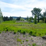 Luther Rd Habitat Restoration Project  -