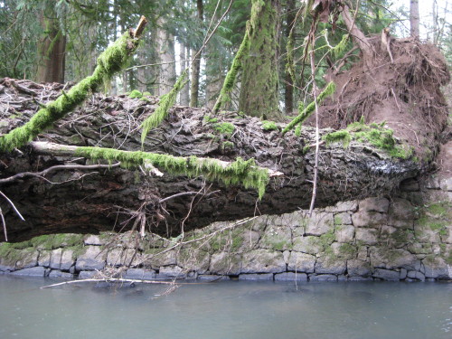 Felled tree over Johnson Creek