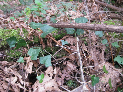 English Ivy at top of the Butte