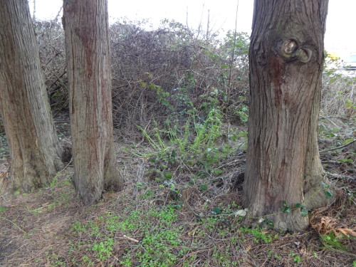 The wild cucumber is up!