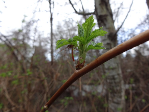 Wasp sheltering under young salmon berry leaves