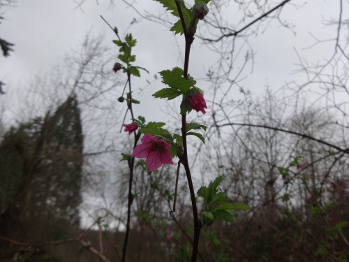 Salmon berry blossom