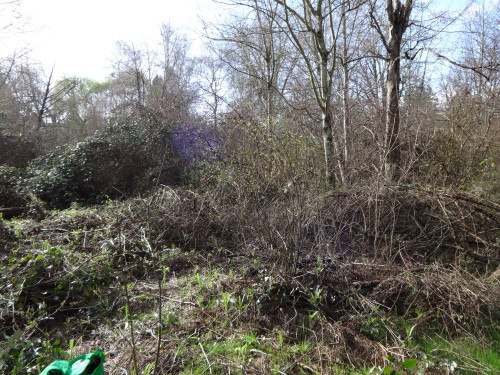 Area I cut down/pulled blackberry and clematis