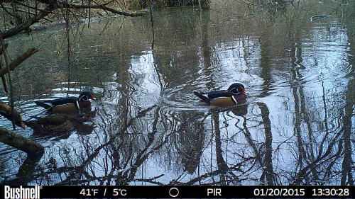 Photos By Trail Camera