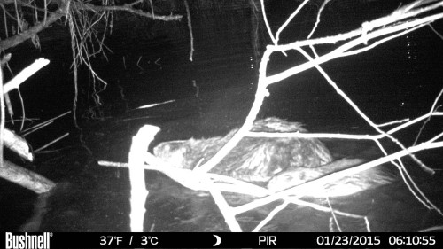 Photos By Trail Camera