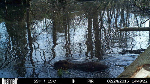 Photos By Trail Camera