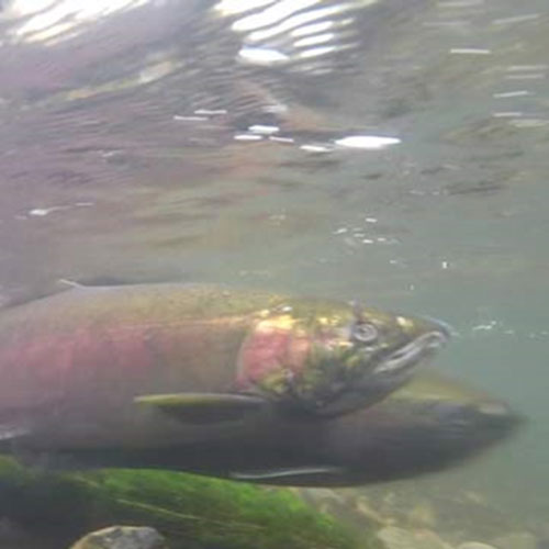 photo of salmon