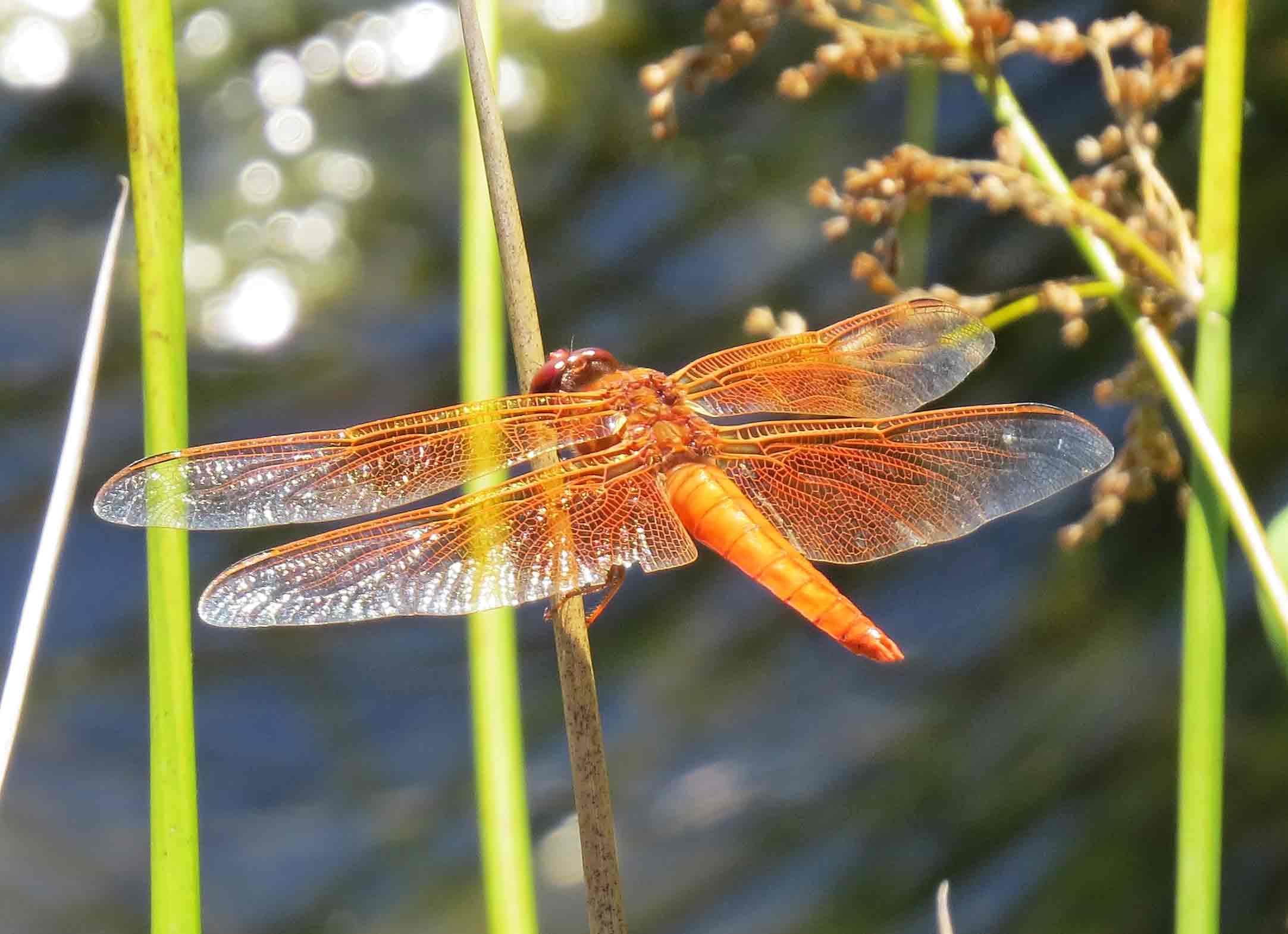 This page is created for current Dragonfly and Damselfly Surveyors. 