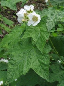 Leaves and flowers of thimbleberry