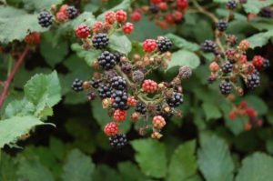 Fruit of Armenian blackberry