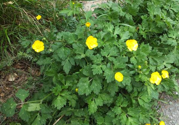 Creeping buttercup growing in a yard.