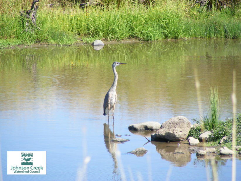 Great blue heron standing at the edge of Centennial Pond, with Johnson Creek Watershed Council logo