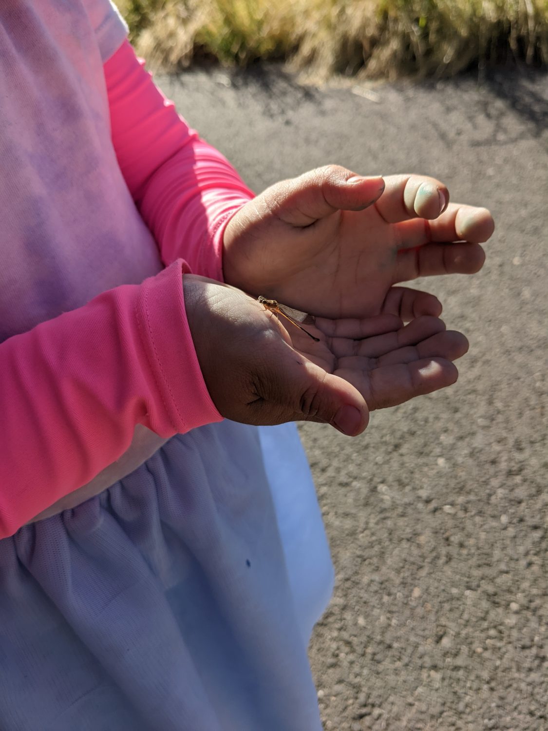 A child's paint-stained hands cup carefully around a small, delicate damselfly.