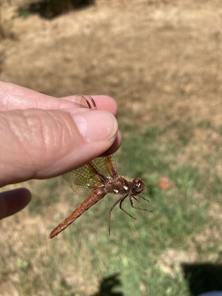 Close up of a hand holding a red/brown dragonfly by the base of its wings.