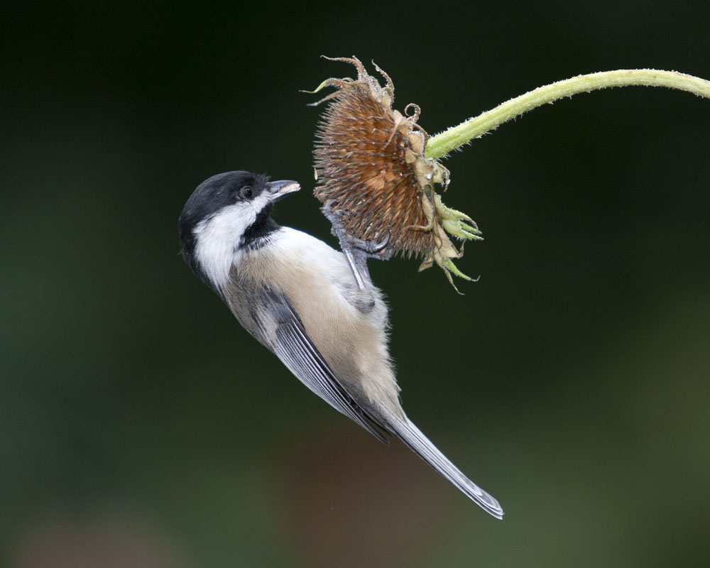 A black and white bird hangs onto the front of a dried flower head. The bird has a seed in its mouth.