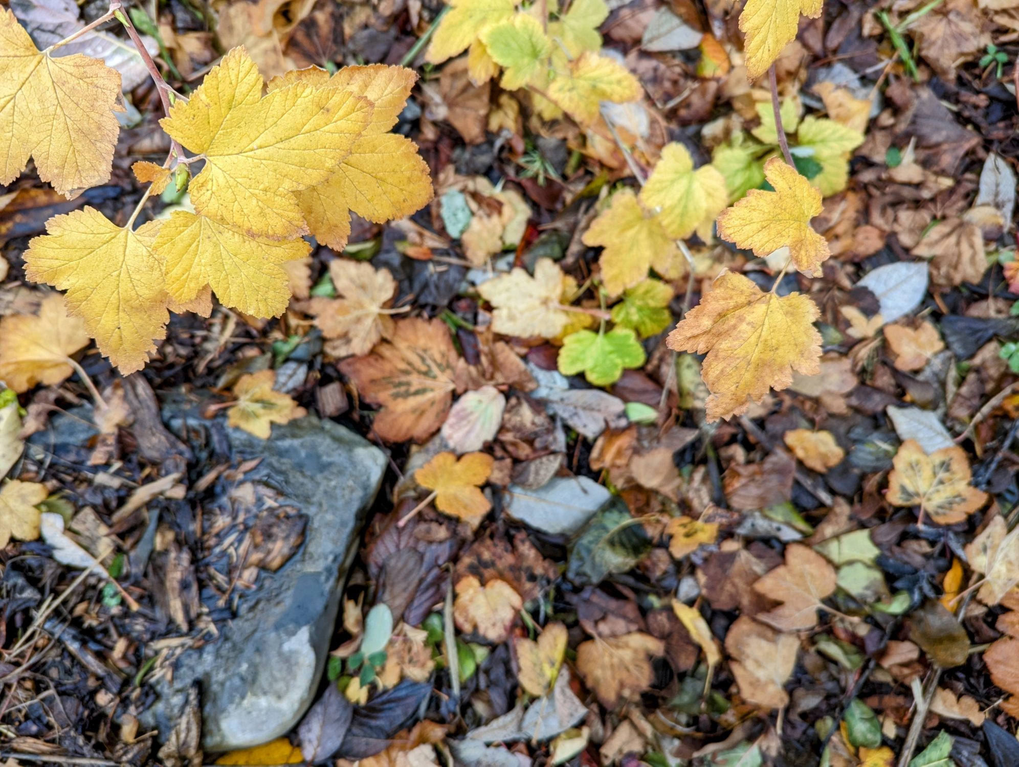 The photo is looking down to the ground through branches with yellow leaves. On the ground below, leaves cover the surface ranging in color from light yellow to brown. A rock is seen jutting out from the fallen leaves, wet from recent rain.