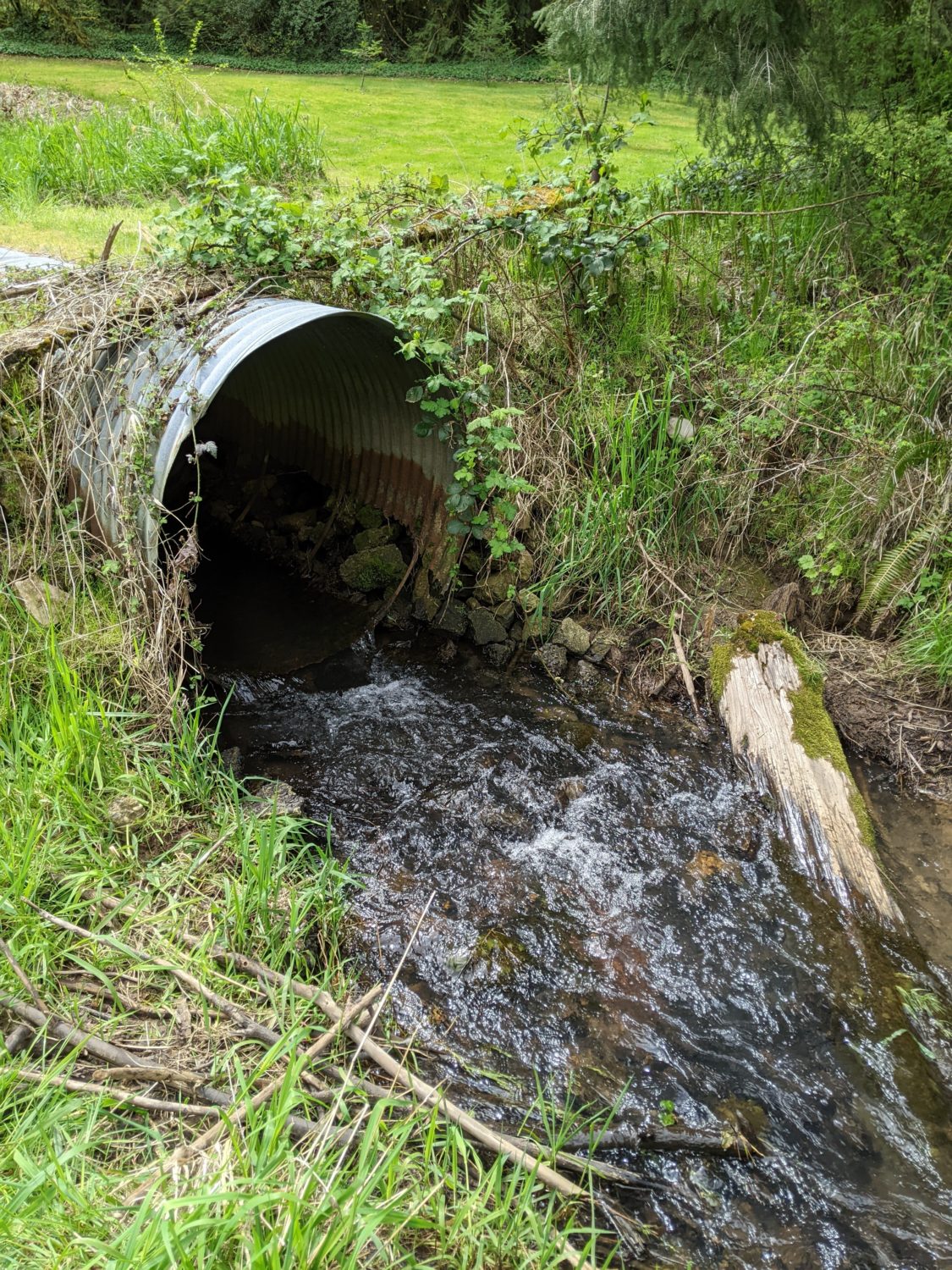 A rusted and exposed old corrugated metal culvert sits perched above the creekbed. There is a log in the stream a few feet downstream of the culvert outlet that angles the flow towards the opposite bank. Behind the stream crossing there is a green mowed field. 