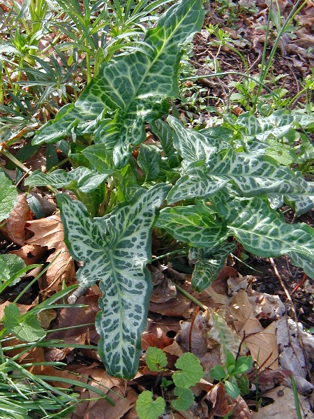 Leaves of Italian arum