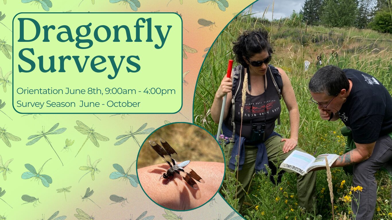 20240629 Dragonfly survey