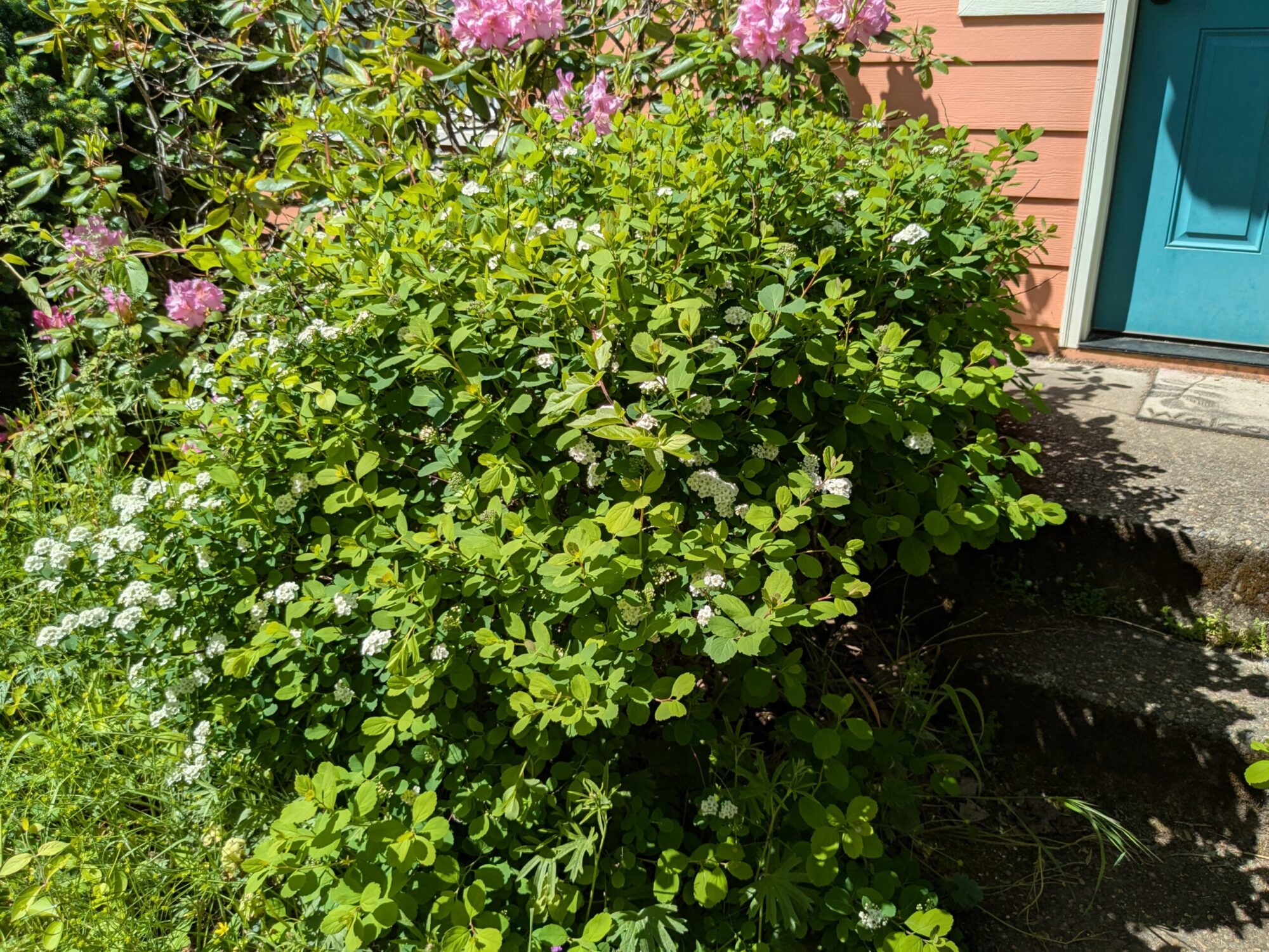 Birch-leaf spirea in a front yard.