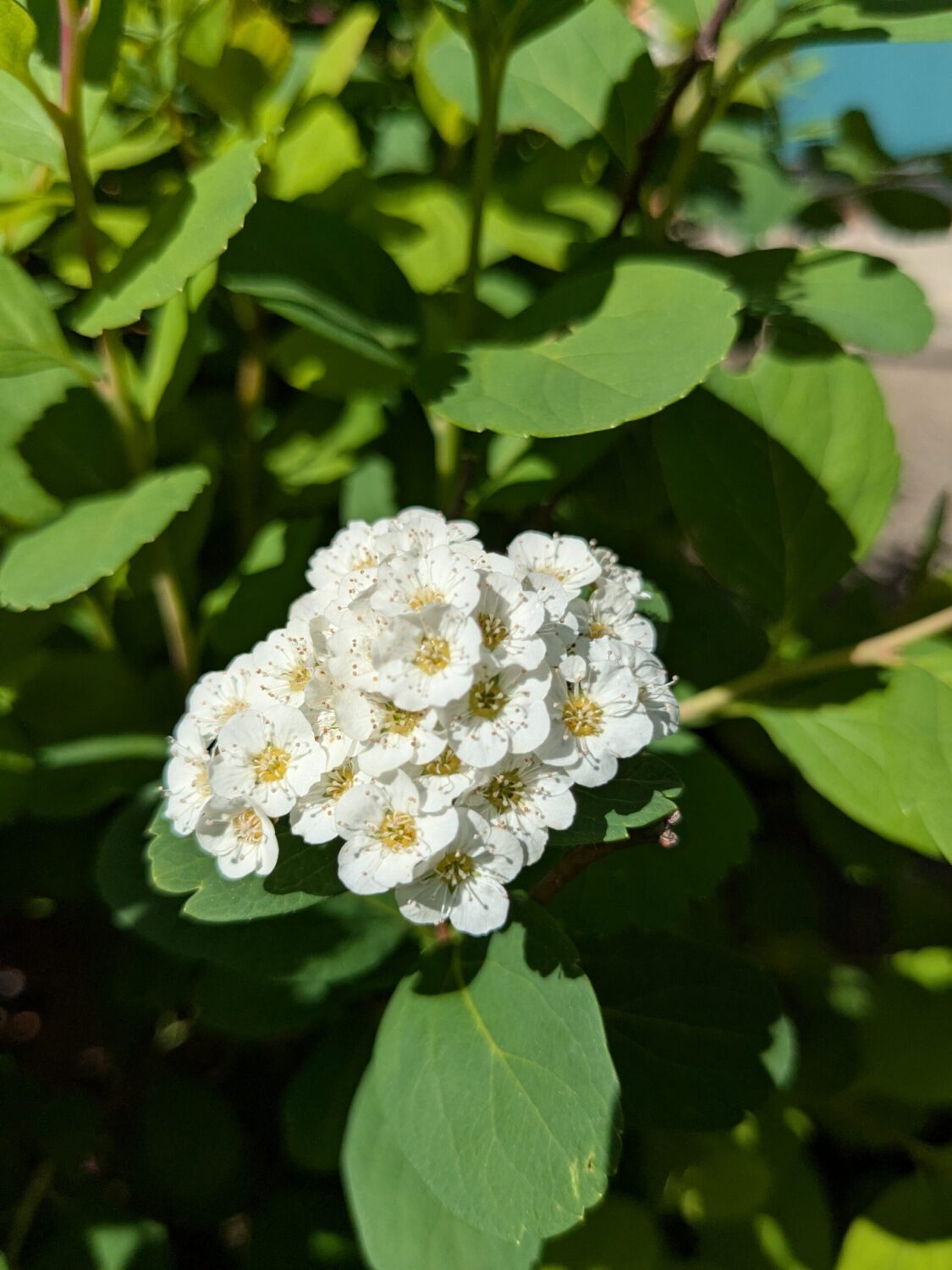 Birch-leaf spirea flowers