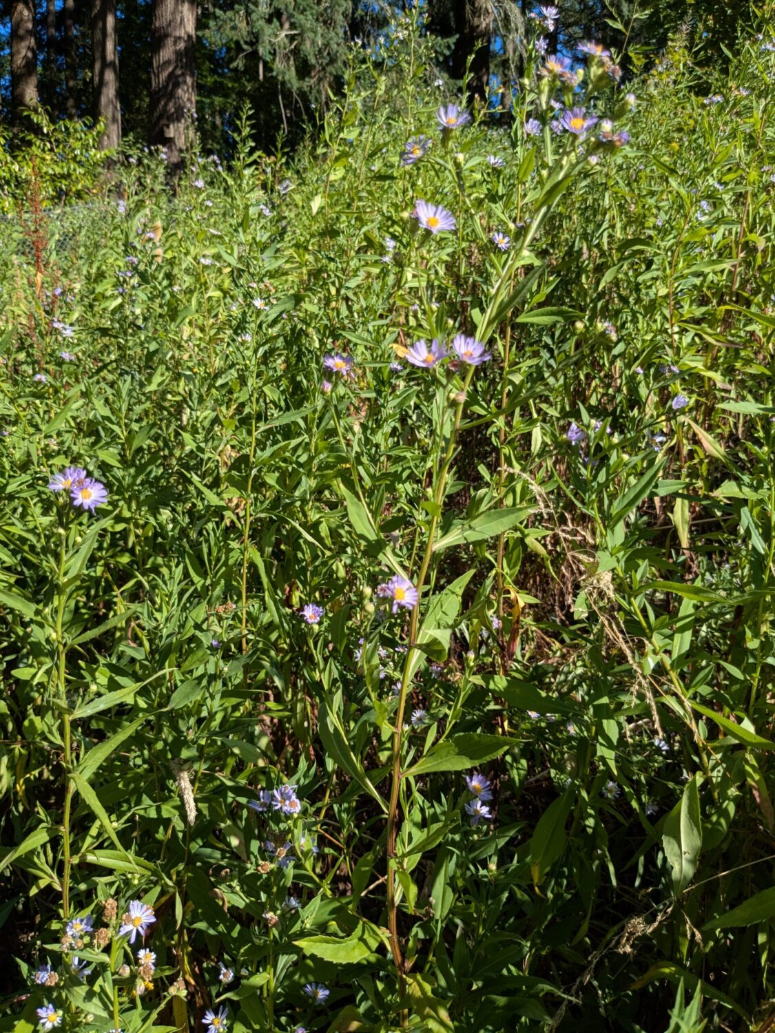 Douglas aster patch as part of a meadowscape.