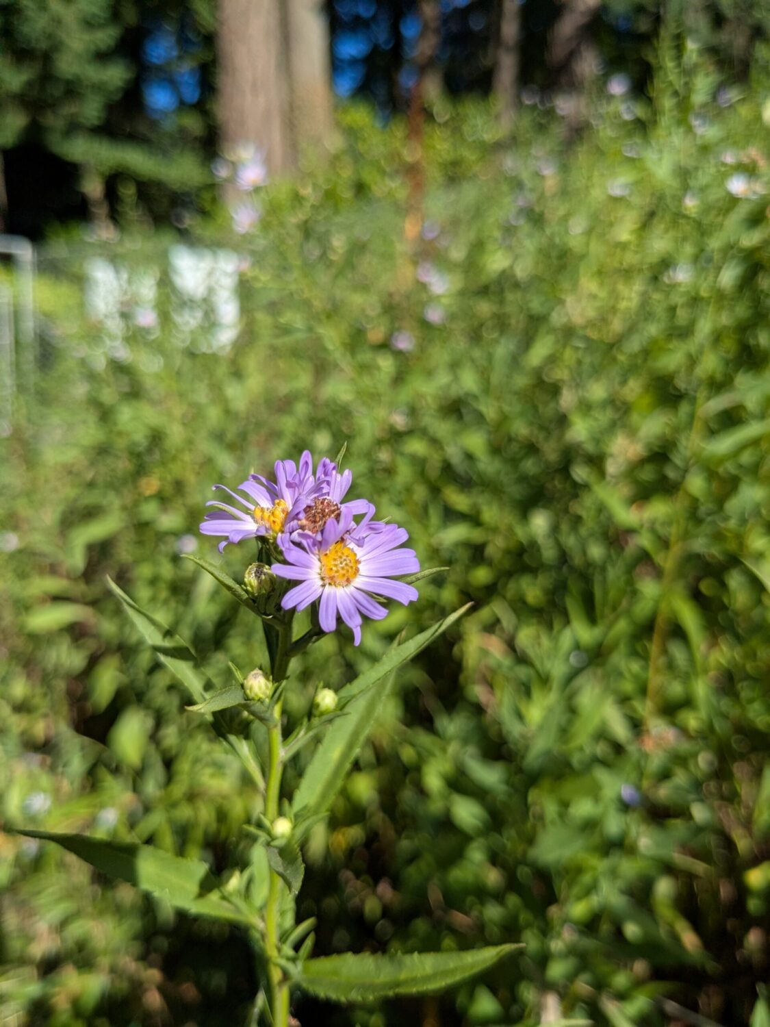 Close-up of Douglas aster flowers