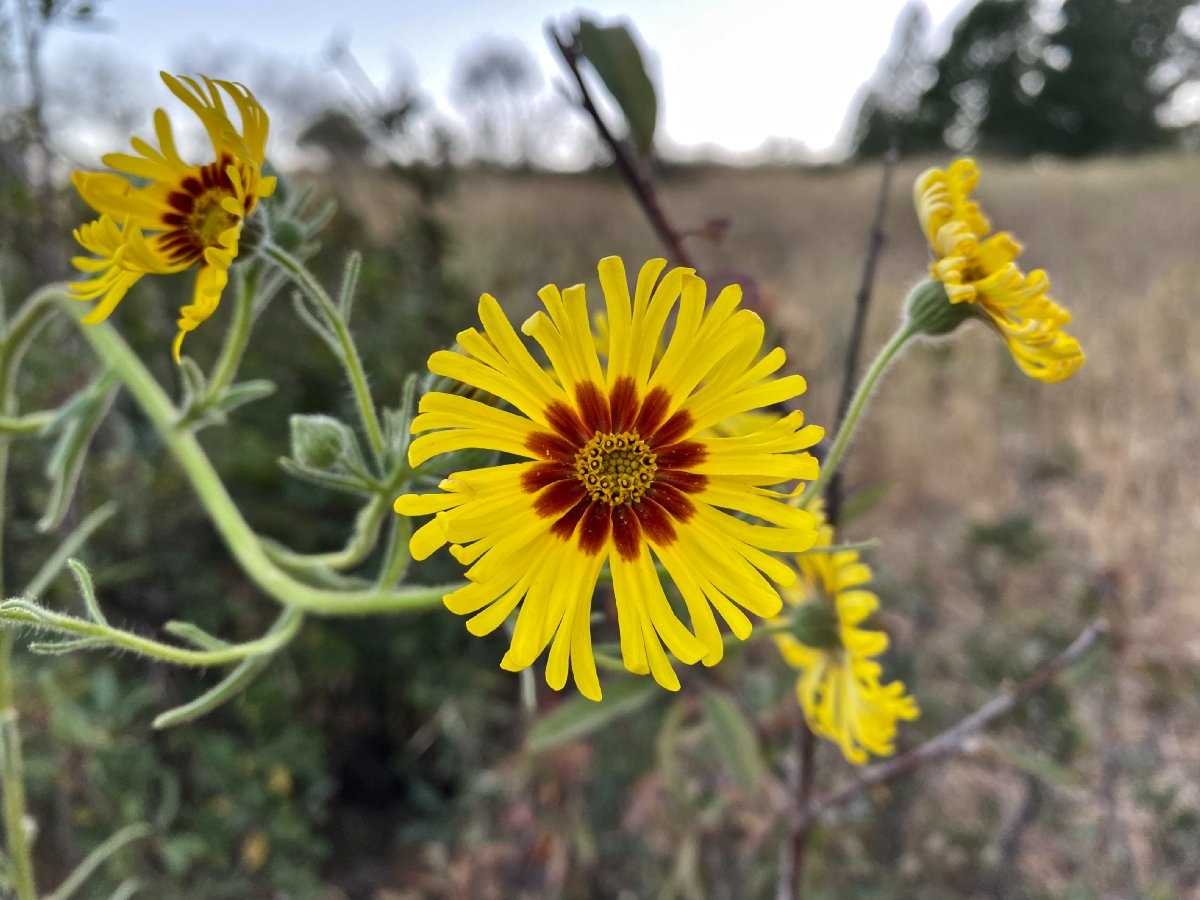 Close-up picture of a common tarweed flower in a field.