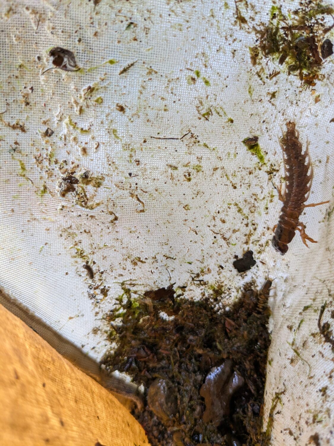 Photo of aquatic insects in a net.
