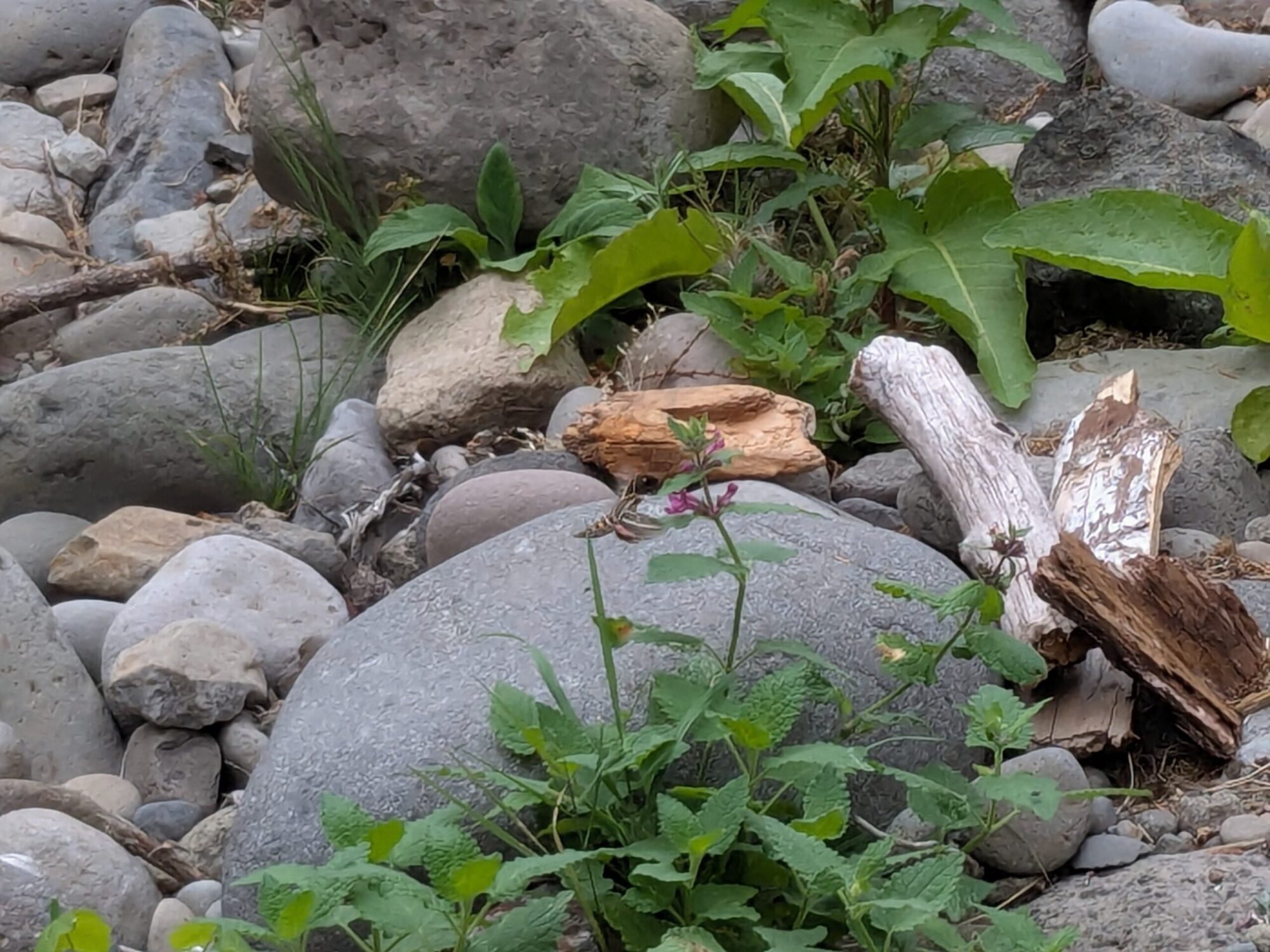 Photo of a hummingbird moth getting nectar from a flower.
