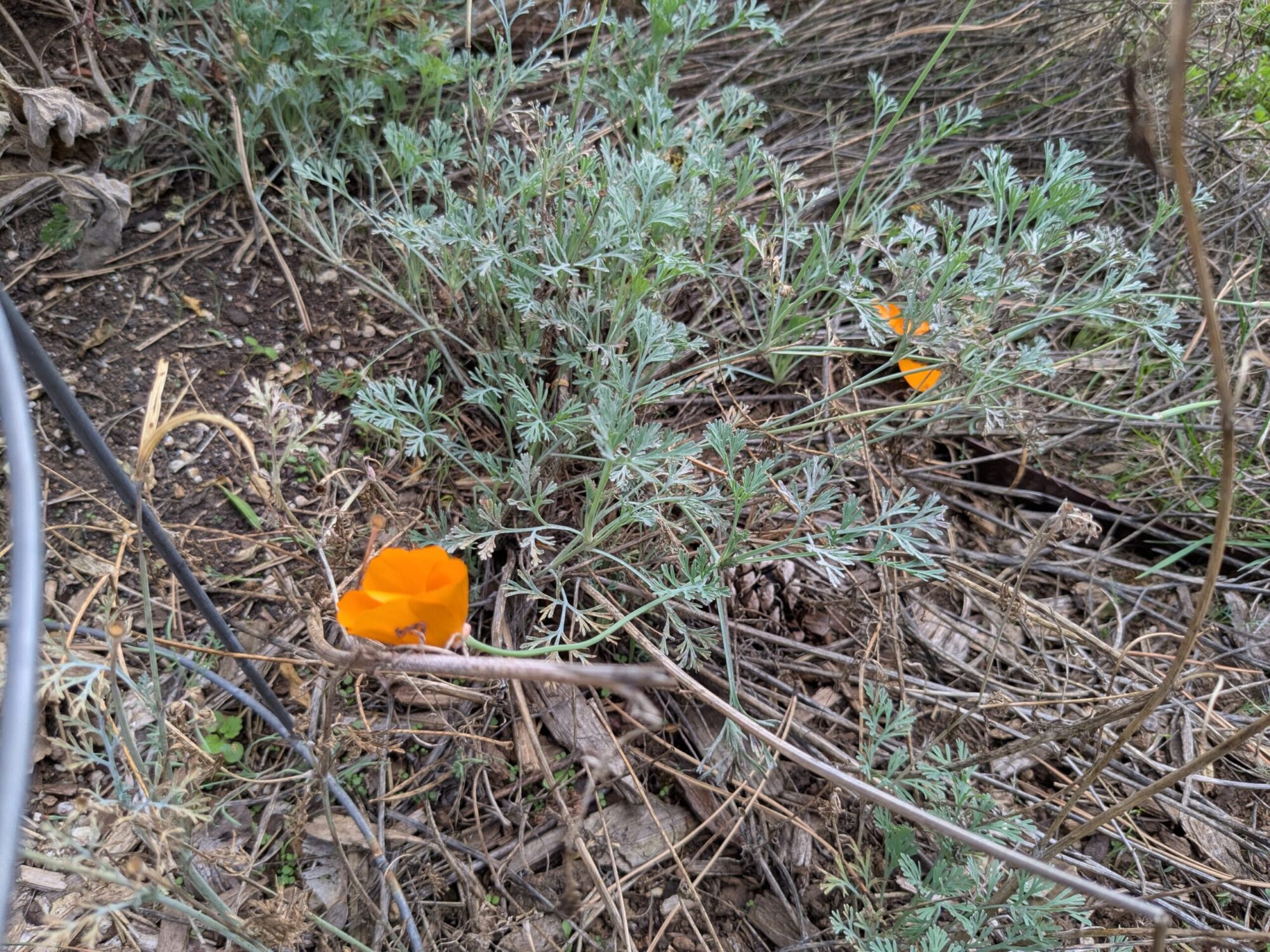California poppy growing in an urban backyard.