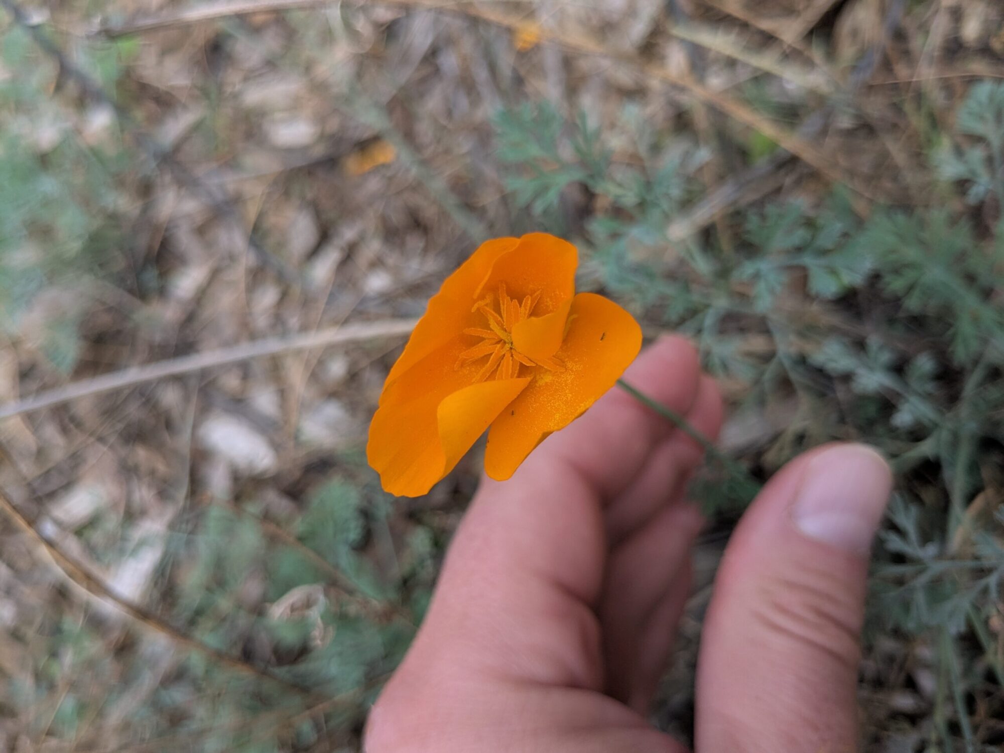 Close-up photo of California poppy flower.