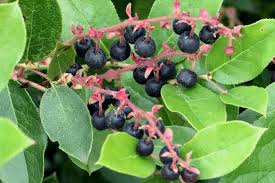 Salal bearing fruit