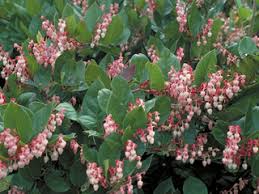 A salal thicket in bloom