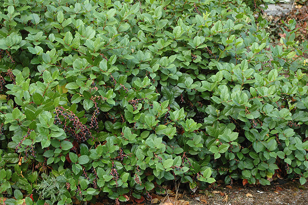 Salal growing in a dense thicket