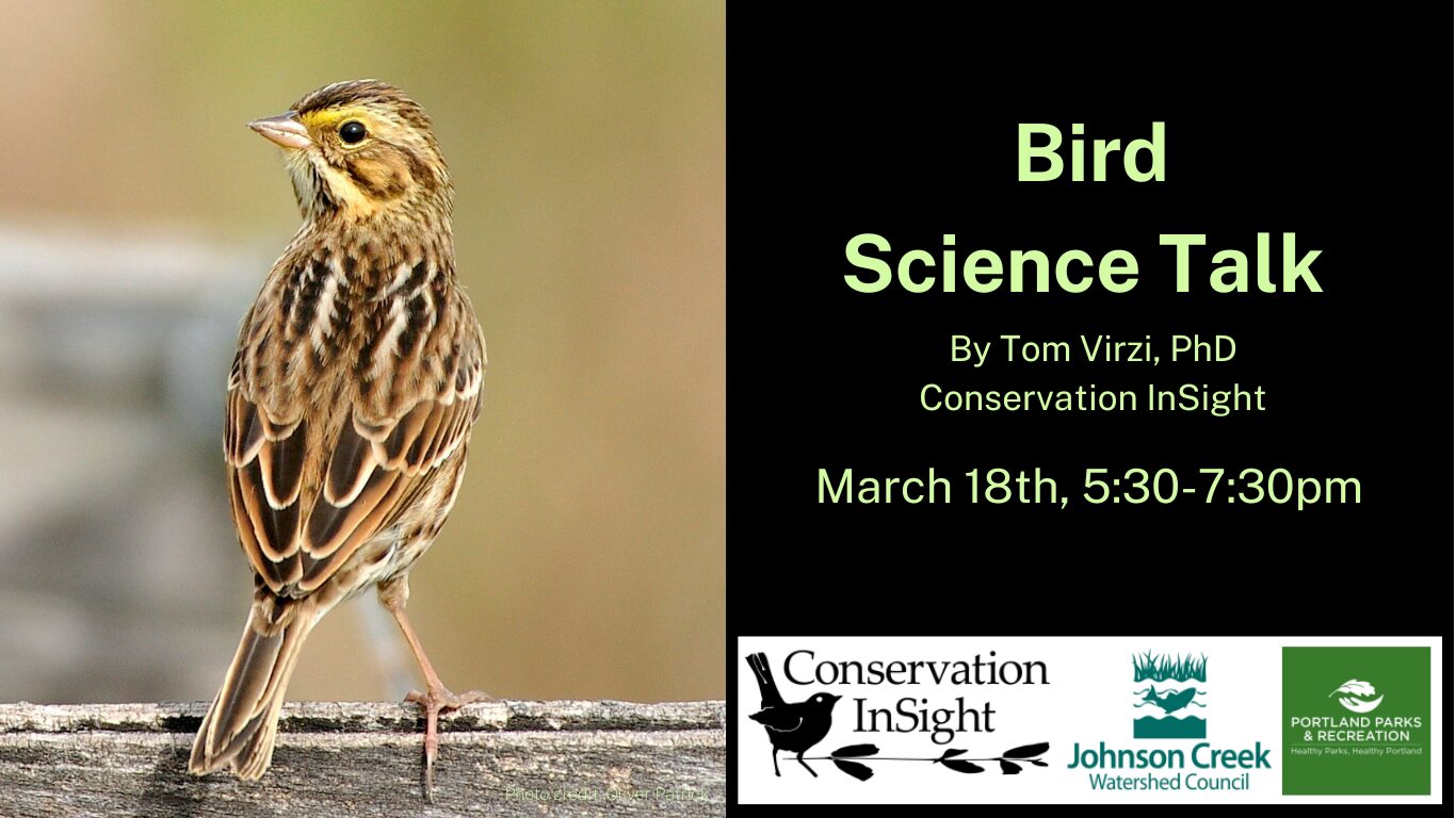 Savannah Sparrow looking backwards