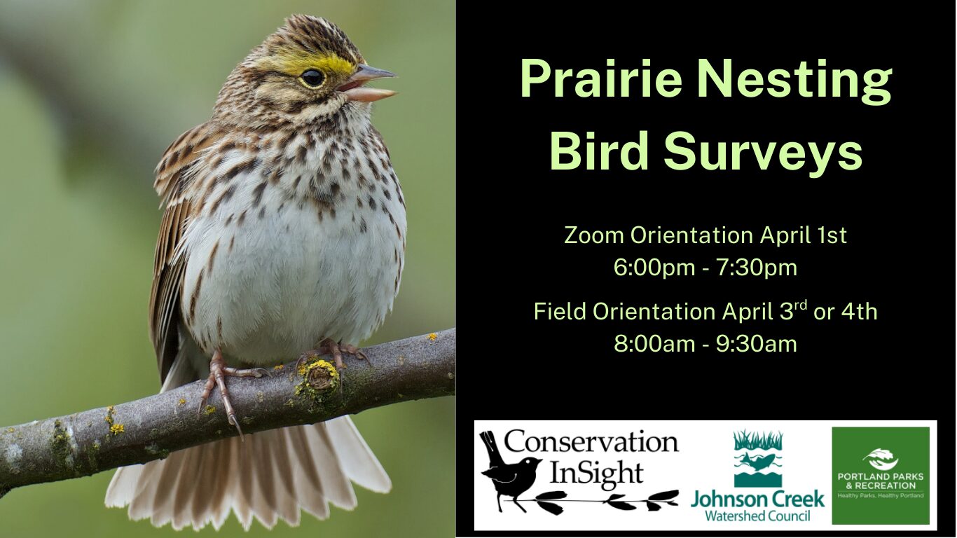 Savannah sparrow on a branch