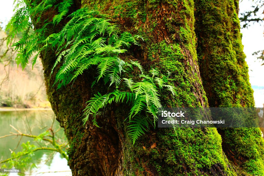 Licorice fern growing on a bigleaf maple tree