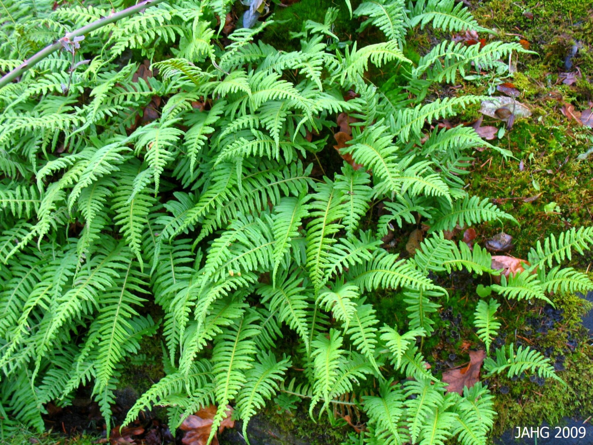 Licorice fern growing on a rock outcrop