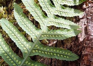 Sori on the underside of licorice fern