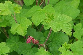 Close-up of red flowering currant leaves.