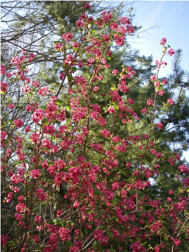 Red flowering currant growing in a natural setting.