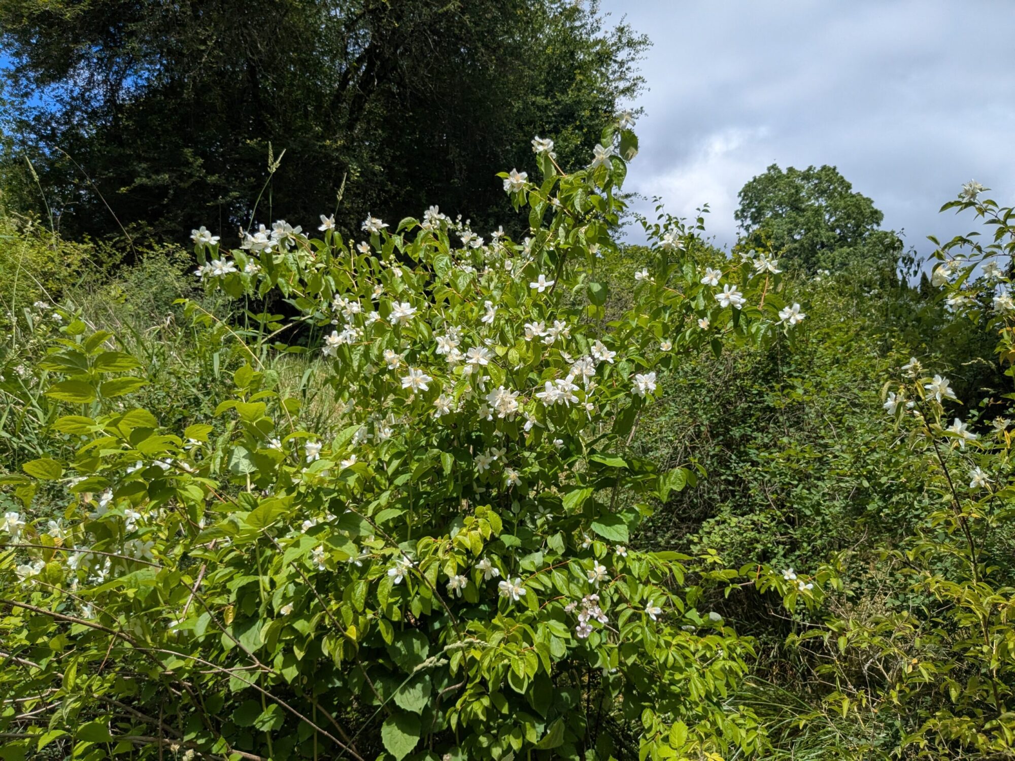 Mock orange growing among other plants in a sunny, open area.