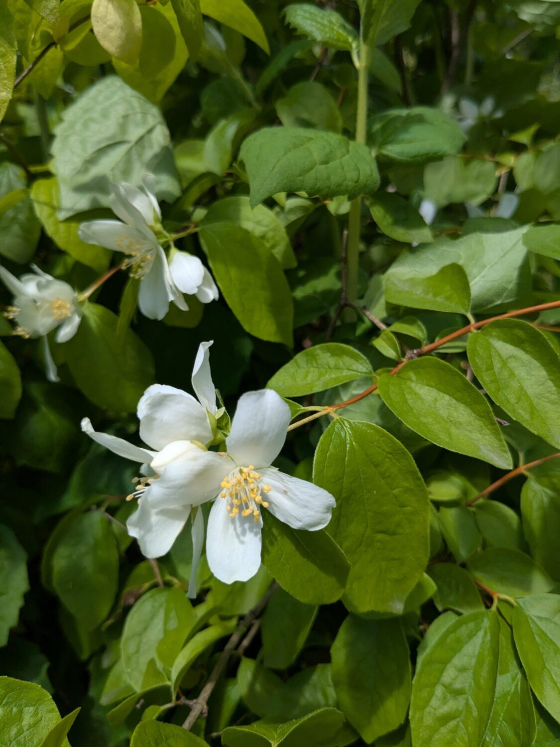 Close-up picture of mock orange flowers and leaves